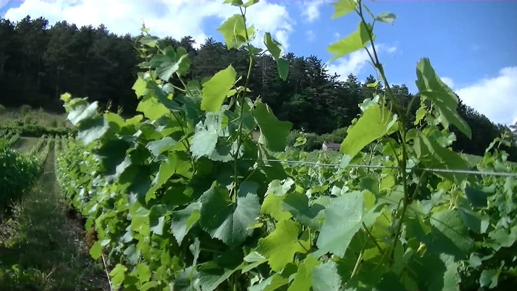 Brigand: viticulteur & musée viticole image